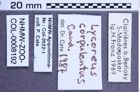 Etikette zu Lycoreus corpulentus (NHMW-ZOO-COL-0008192)